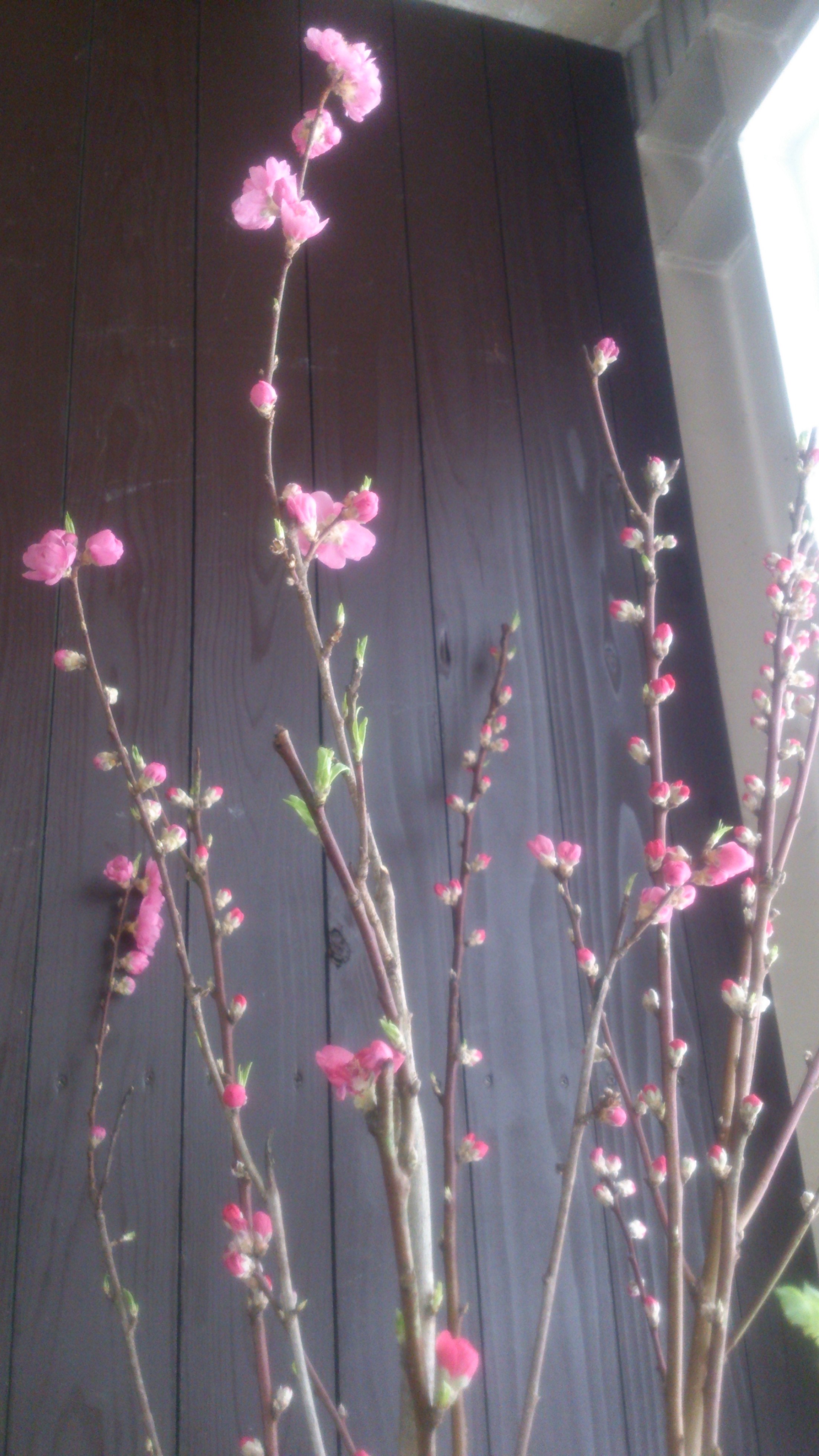 桃の花 | ハナノオト
